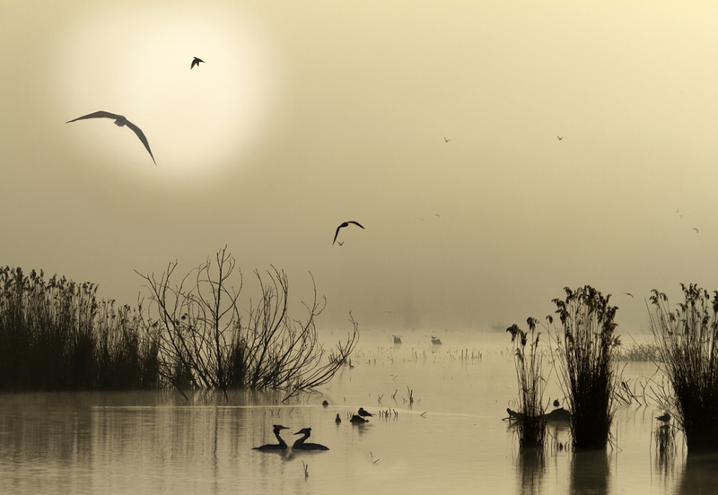 1030 - PETIT MATIN - LECOCQ ROGER - belgium.jpg
